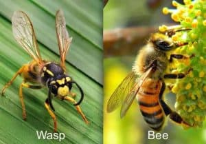9wasp-bee.jpg.638x0_q80_crop-smart