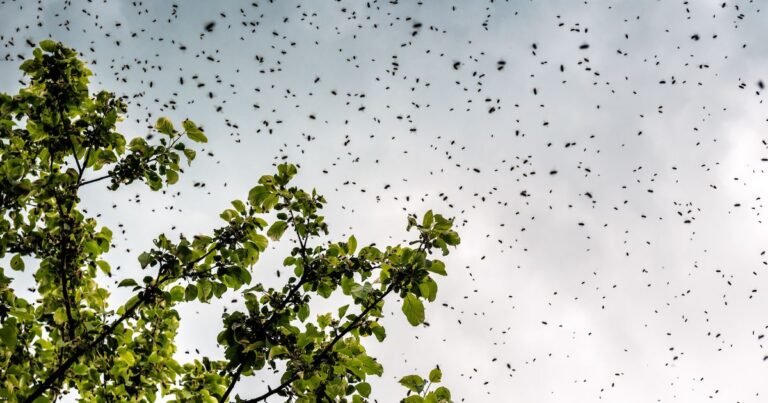 Bee Swarms In Melbourne, Victoria