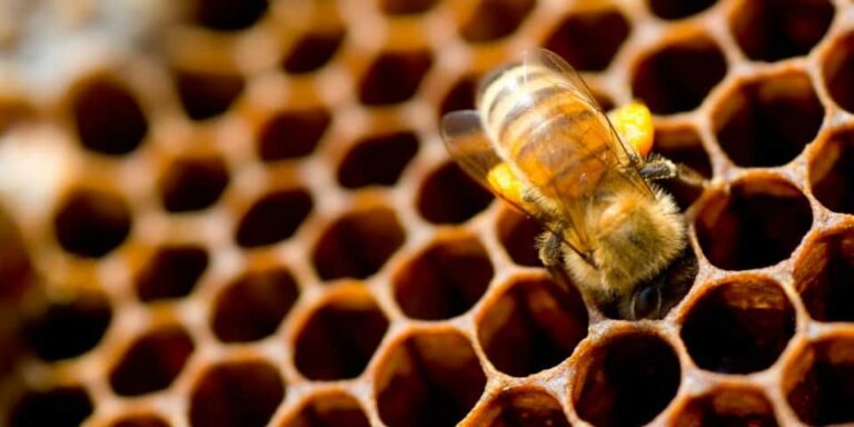 Honey Bee Subspecies in Australia