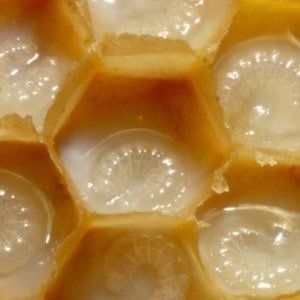 What’s So Special about Royal Jelly?