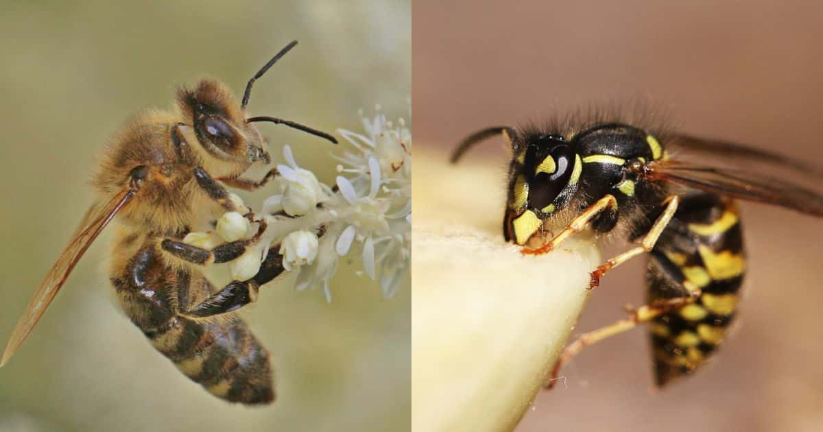 An image showing a bee on the left side and a wasp on the right side