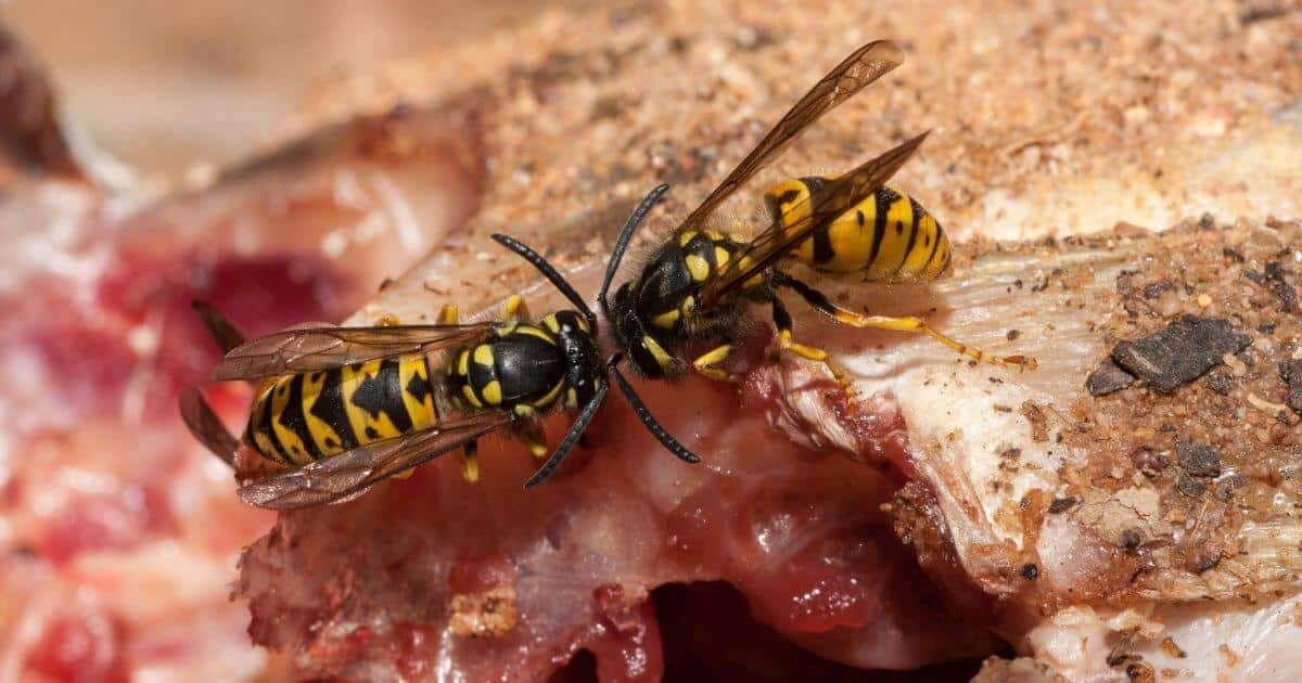 Two European wasps facing each other on a carcass