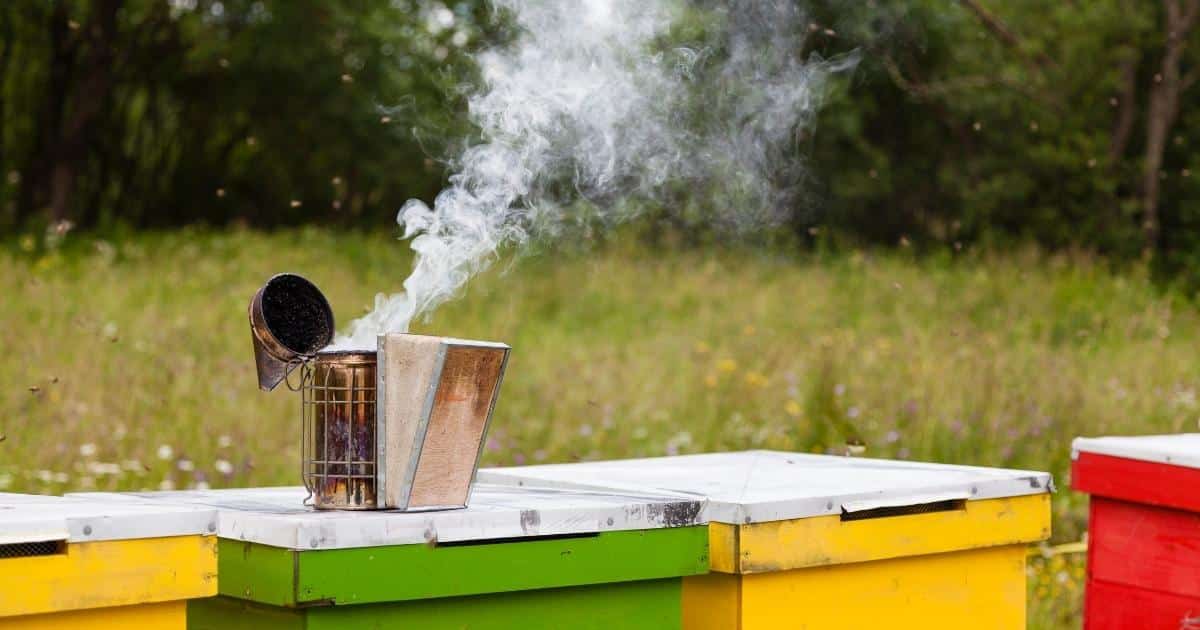 Managing honey bees with smokers