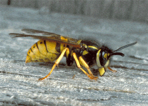 european wasp Melbourne