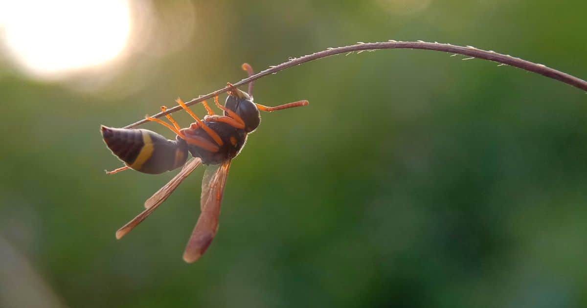 A single paper wasp hanging under a thin twig