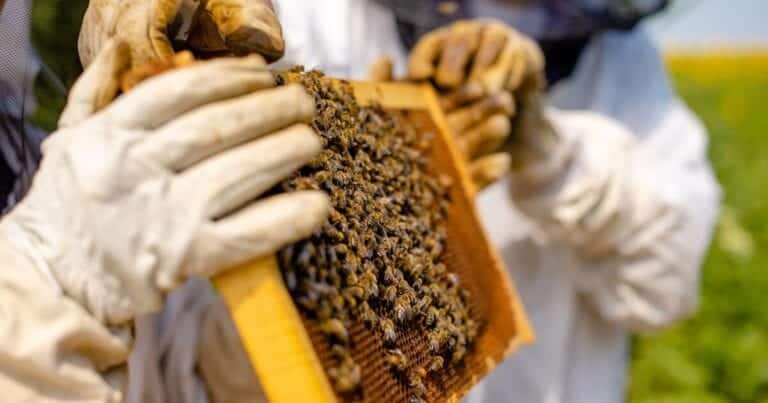 The Beekeeping Industry In Australia