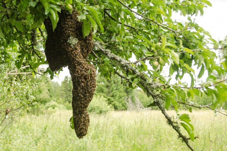 How Do Bees Swarm? Part 1