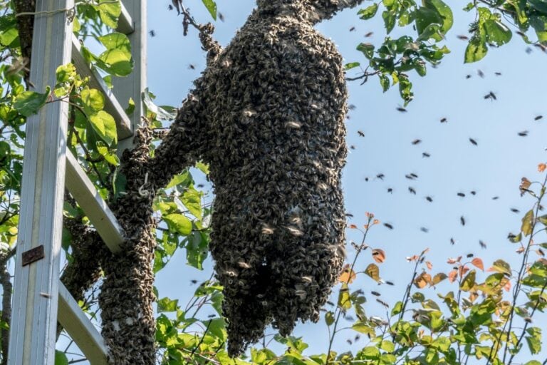 How Do Bees Swarm? Part Two