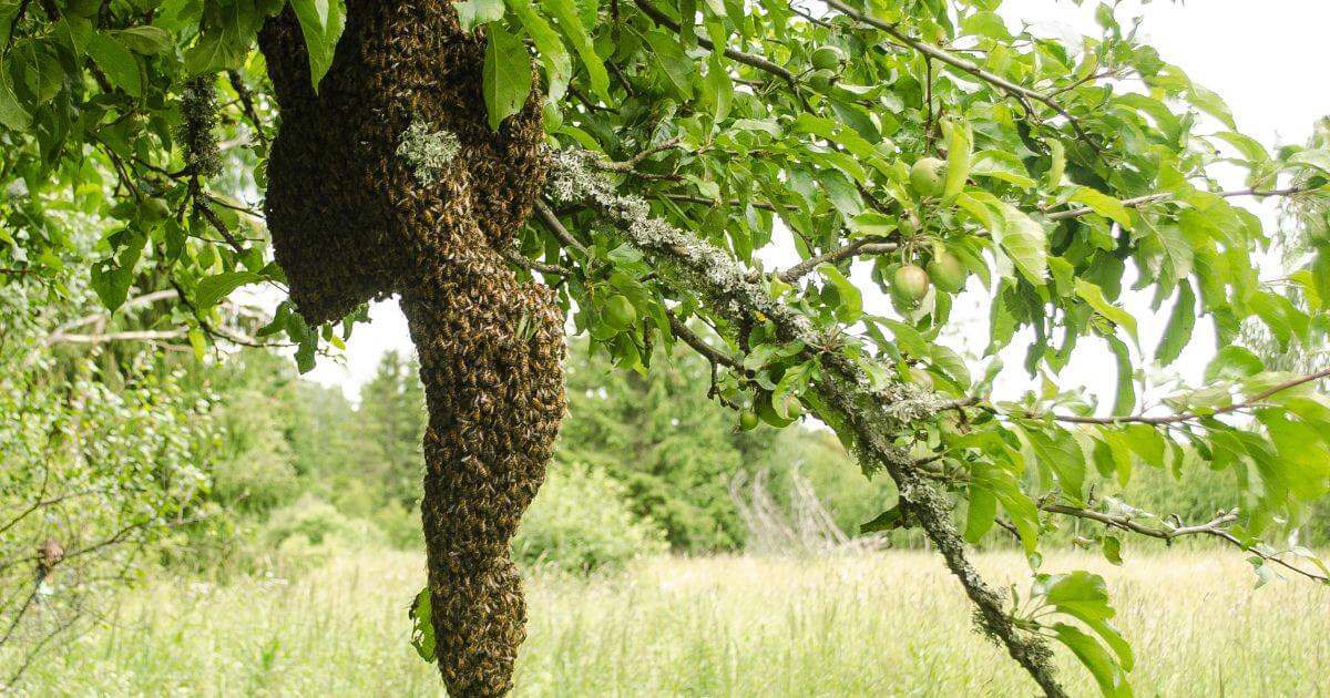 An elongated bee swarm hanging down from a tree branch