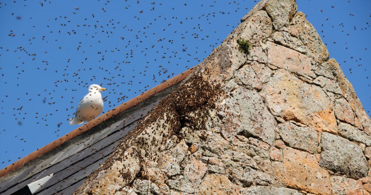 Bees swarming on an old stone roof with a seagull in the background