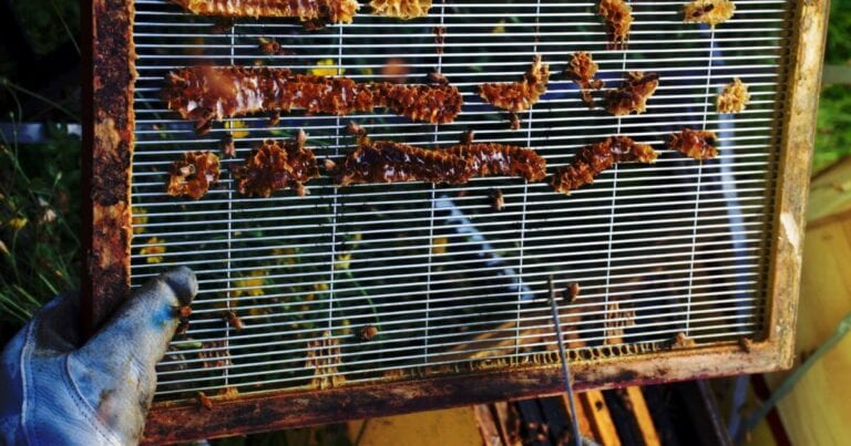 Queen Excluders Used In Beekeeping