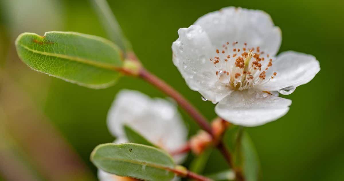 A close up image of a white Tasmanian leatherwood flower