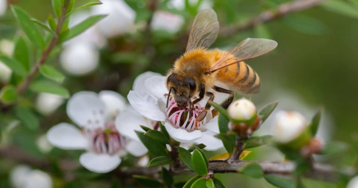 A honey bee collecting pollen from white manuka flowers.