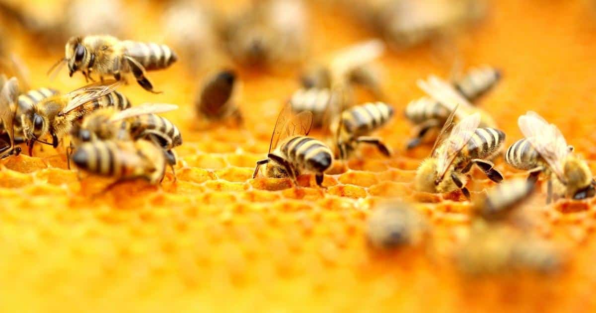 Bees head down in honeycomb