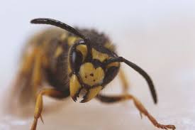 Removing European Wasps from Your Home