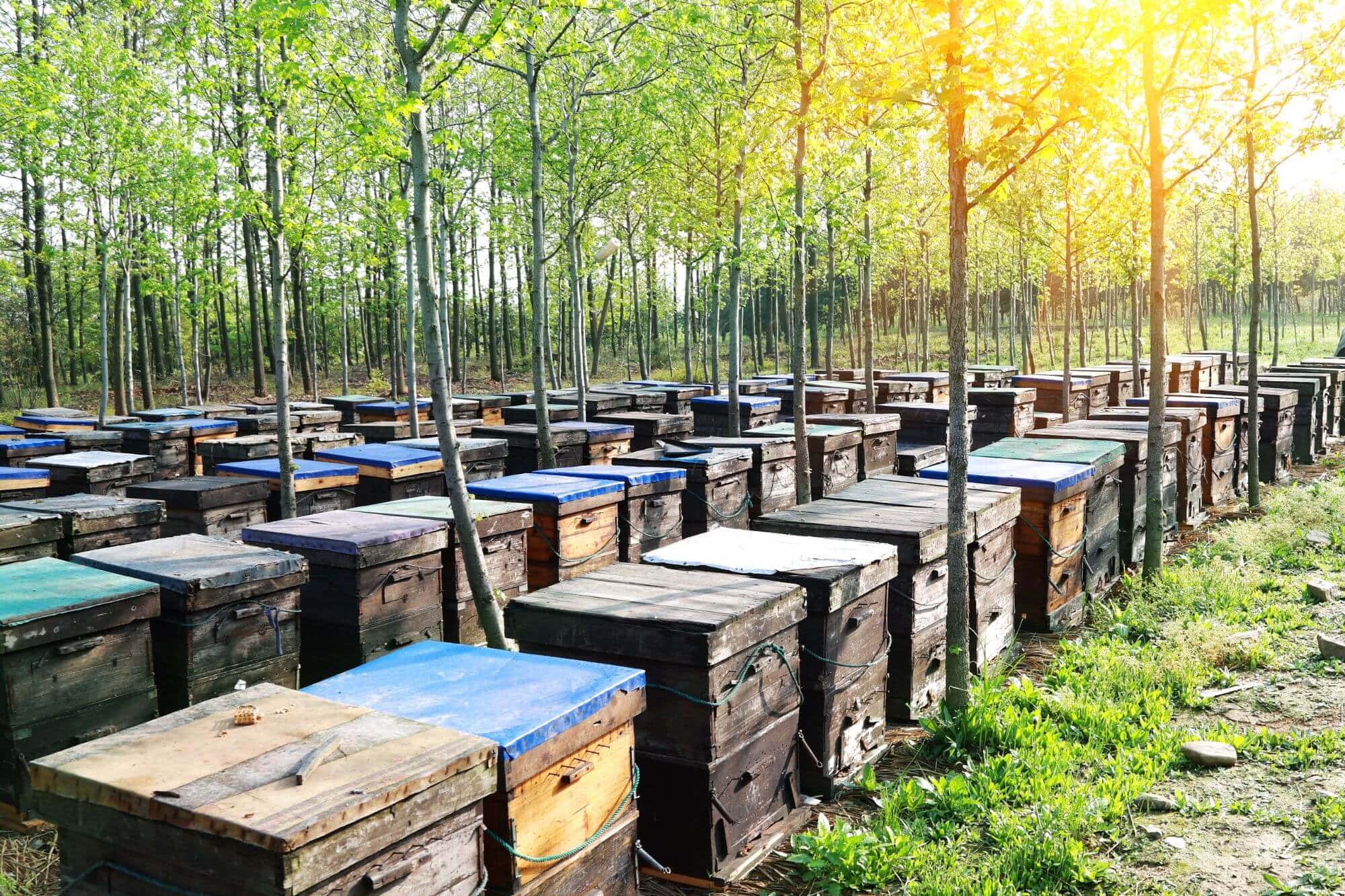 An apiary in China, with lots of wooden bee hives amongst trees