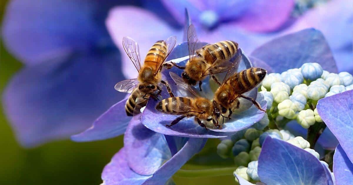 A close up of five bees on a hydrangea flower