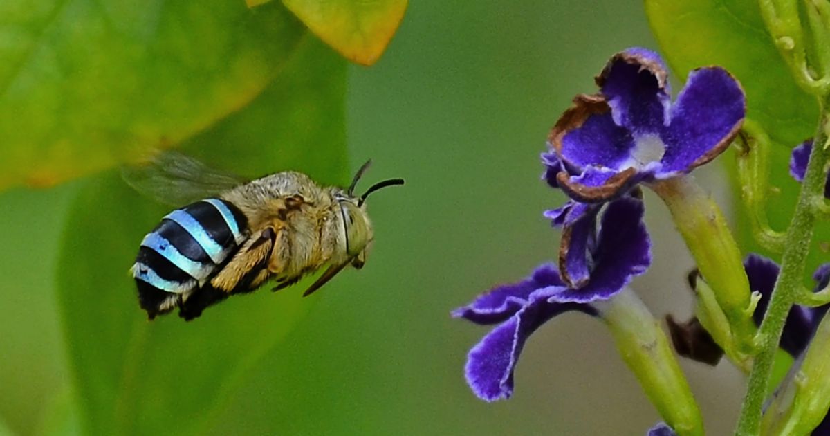 A blue banded bee in flight close to a purple flower