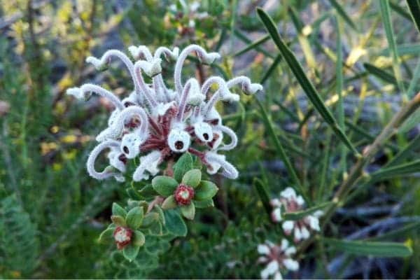 Grey Spider flower (Grevillea buxifolia)