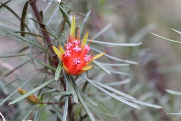 Mountain Devil plant (Lambertia formosa)