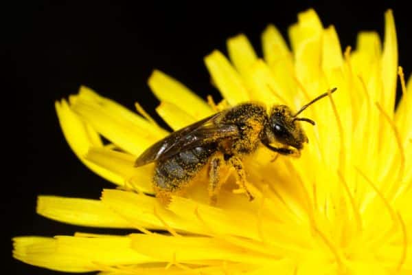 Australian native bee (stingless) on a yellow flower