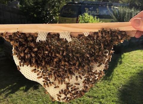 What is Natural Beekeeping?