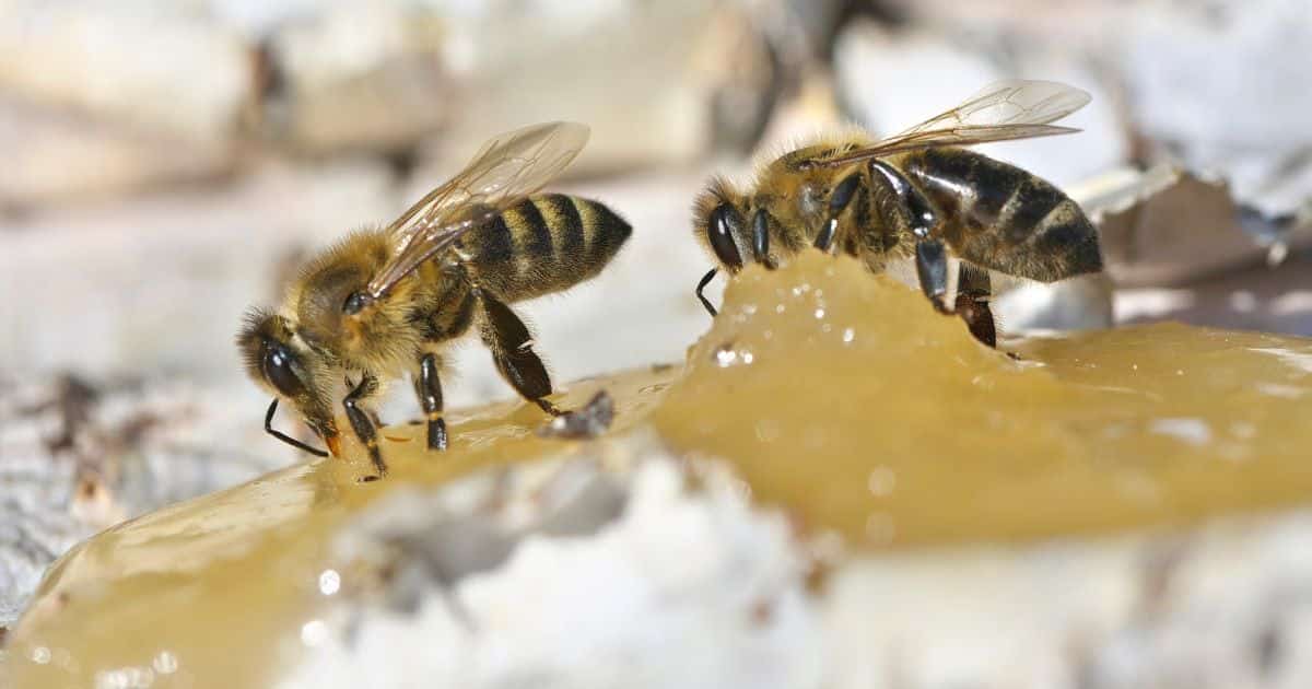 Two bees feeding on honey from a hive
