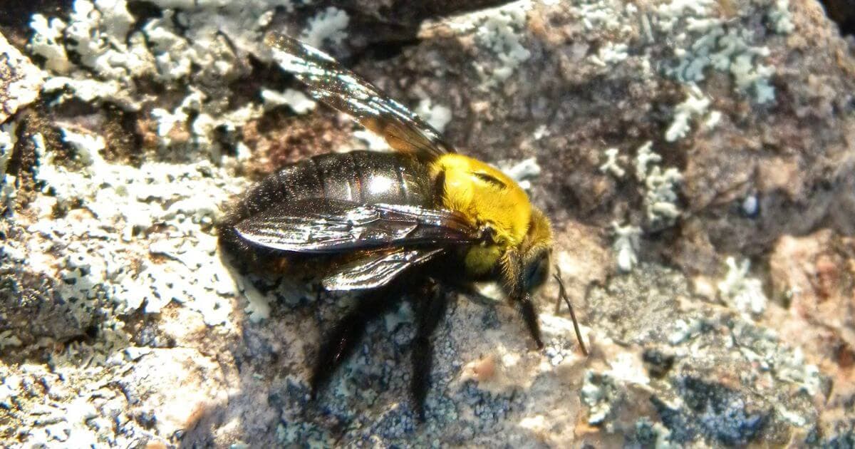 A native Australian female great carpenter bee