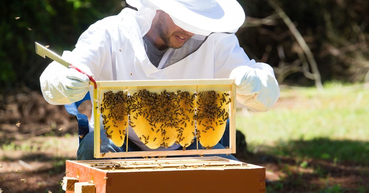 A beekeeper inspecting the honeycomb in a natural beekeeping hive