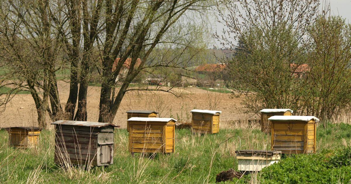 Wooden beehives in a paddock with trees in the background