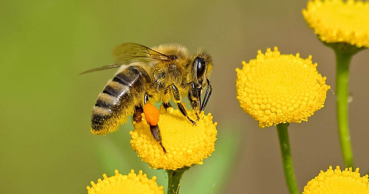 A close up of a single bee on a small yellow flower.
