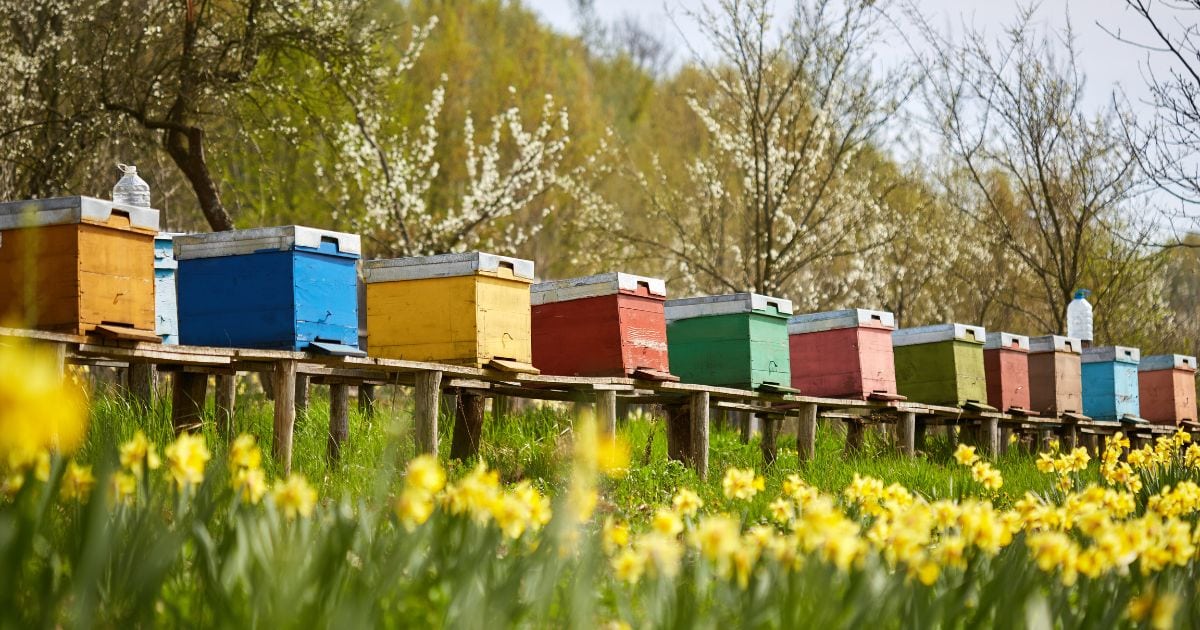 A row of colourful beehives in a field of yellow flowers, with trees starting to blossom in the background