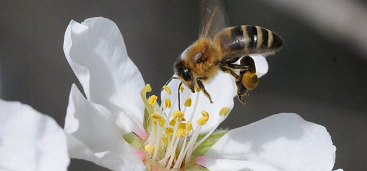 Australian Almond Pollination