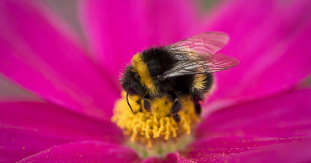 A bumble bee sitting in a bright pink flower