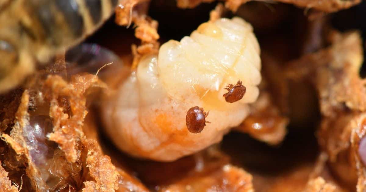 Two varroa mites attached to bee larvae