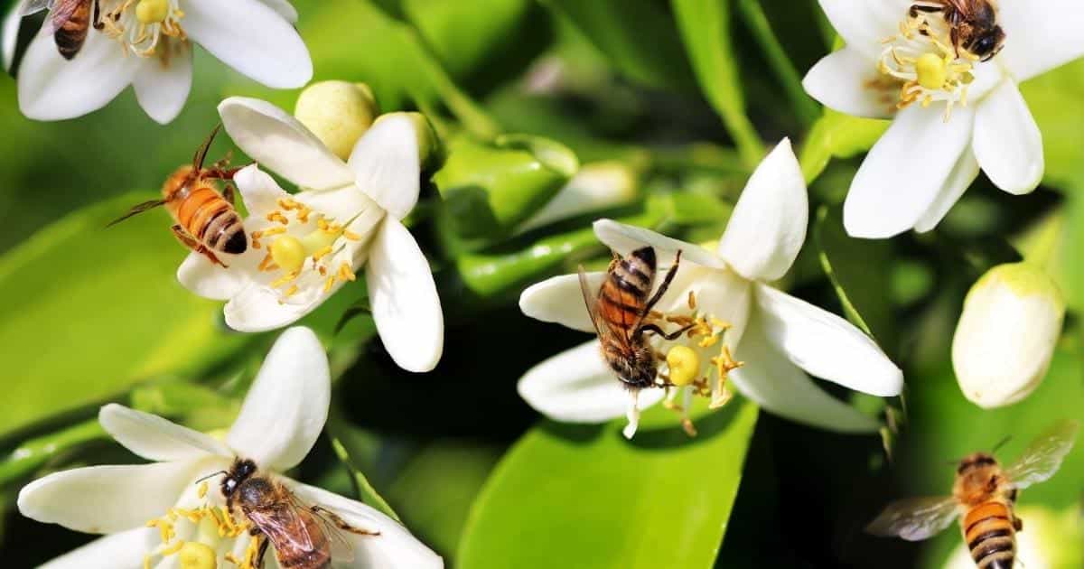 What Bees Need To Survive