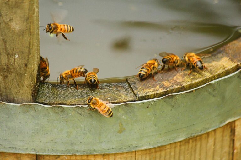 Keeping Bees Cool