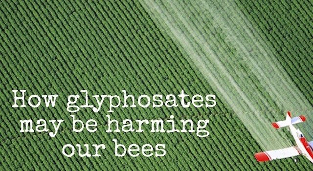 How Glyphosates May Be Harming The World’s Bees