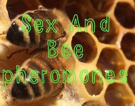 bee sex
