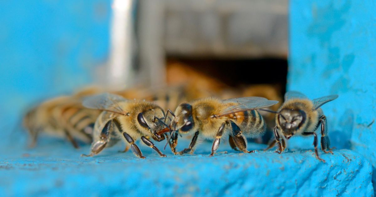 Two bees communicating at the entrance of a bright blue hive