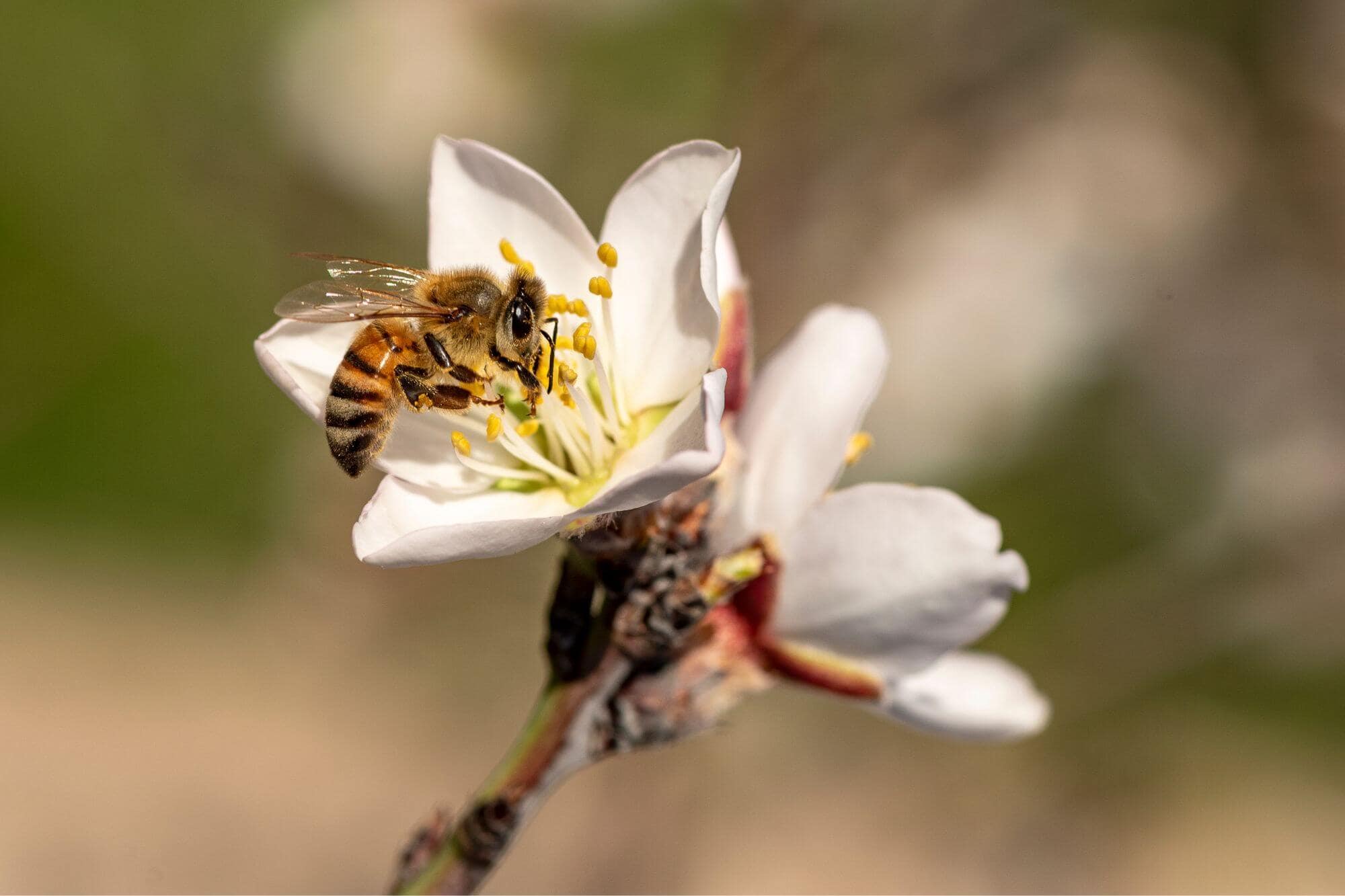 A single bee collecting pollen from an almond tree blossom