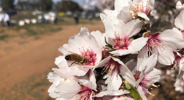 Buy or Rent: Bees for Almond Production