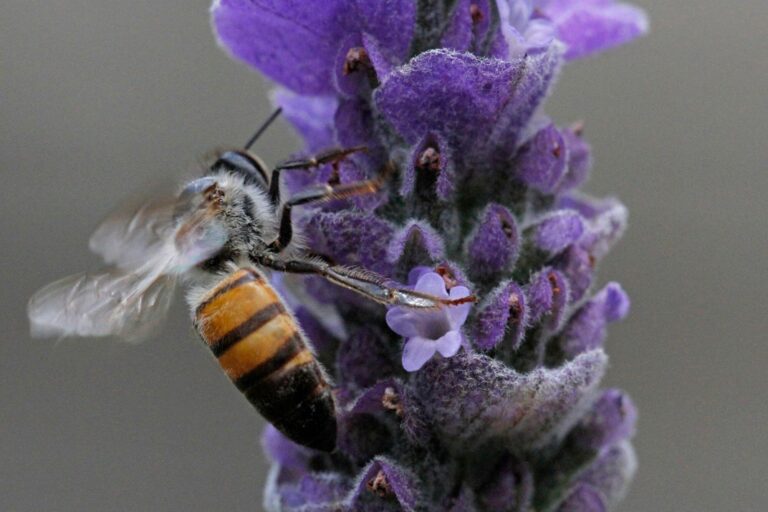 Bees and Flora: The Rules of Attraction