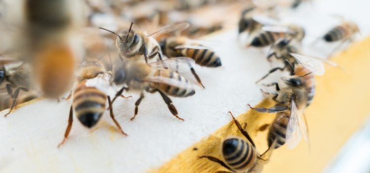 Bee Smarts: Life-Saving Indecision
