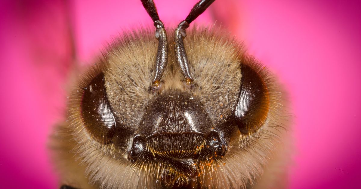 A macro close-up of a bee's face