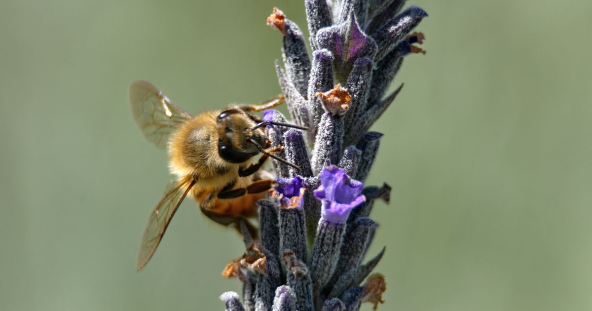 A close up photo of a bee on a lavender flower