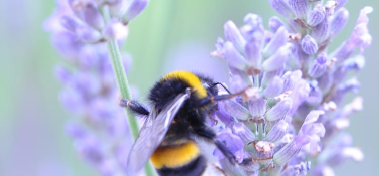 Bees and Lavender