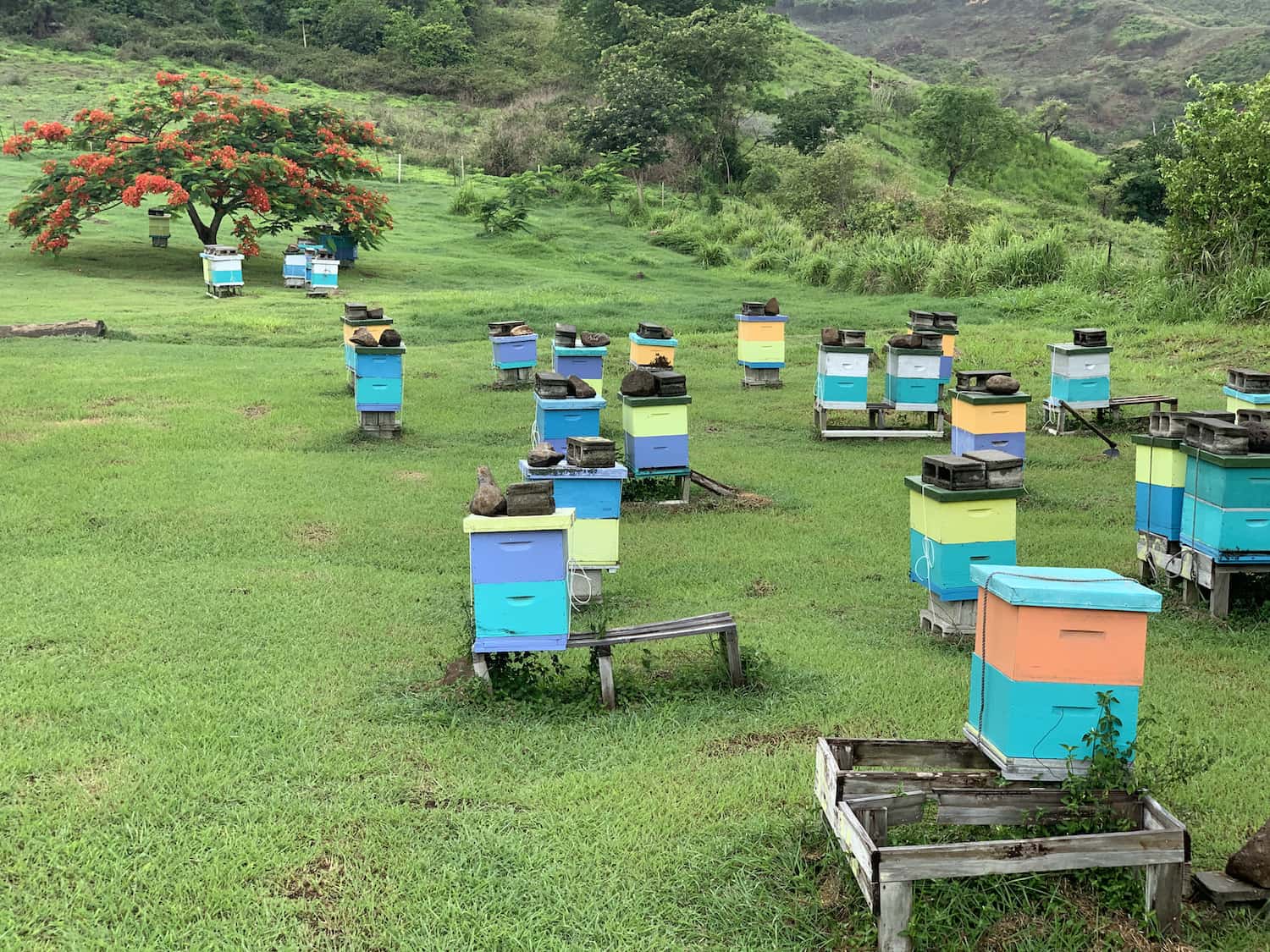 Beekeeping In Fiji