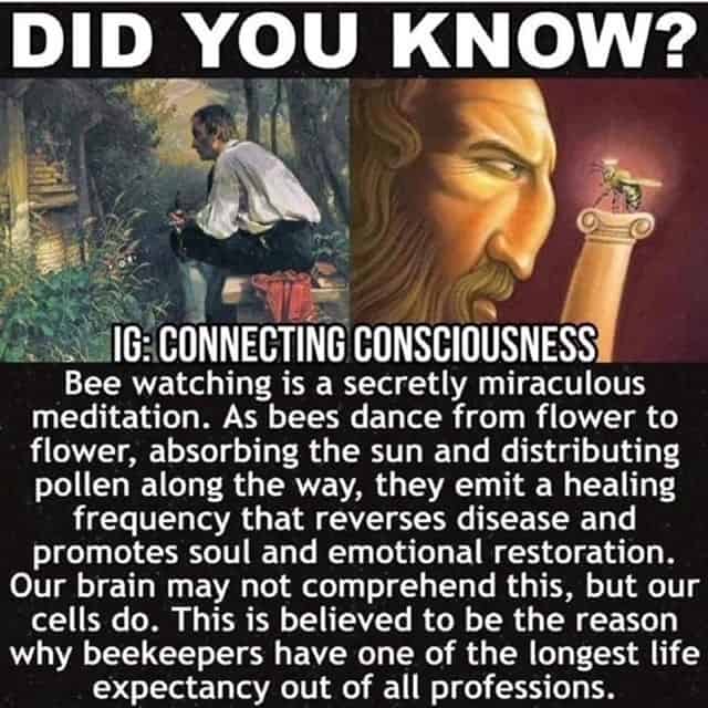 Bee Watching Your Way to Higher Consciousness