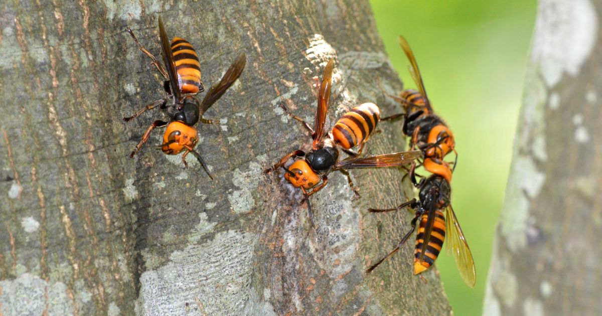 Four Asian giant hornets on a tree branch